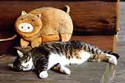 �u�^�ƃ^�}