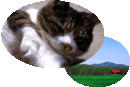 �r�[���C���h�I���W�i���G�t���̎ʐ^
