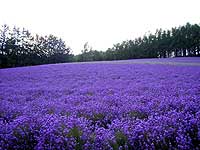 �x�c�t�@�[���̃��x���_�[��