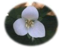�I�I�o�i�m�G�����C�\�E